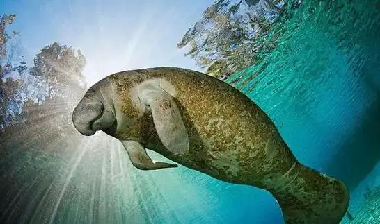 肥肥胖胖的海牛为何会被认为是美人鱼的原型