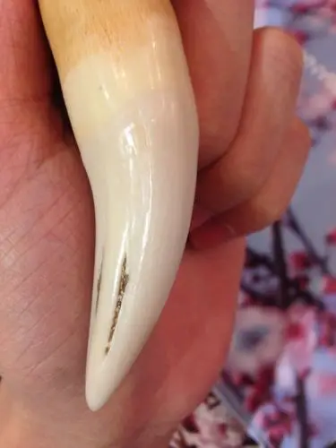 求鉴定是不是真虎牙啊 谢谢!