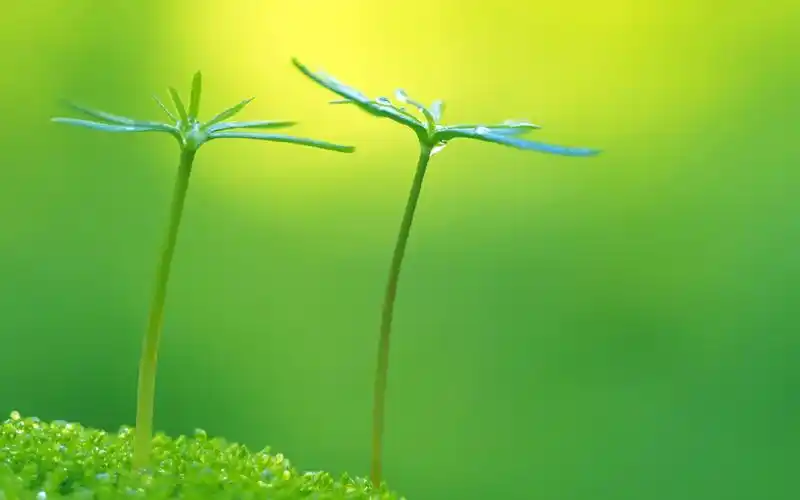 小清新绿色养眼植物桌面壁纸