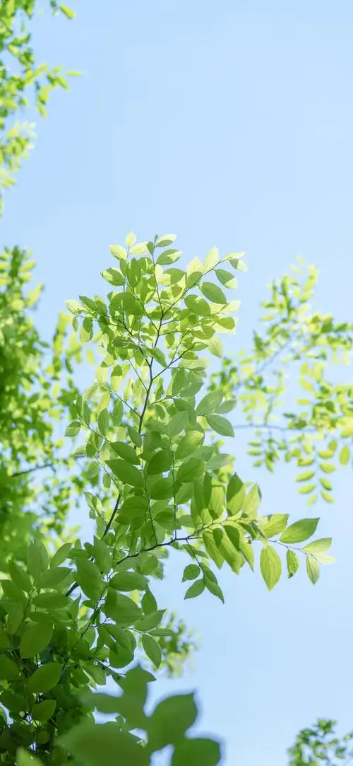绿色系壁纸 好喜欢