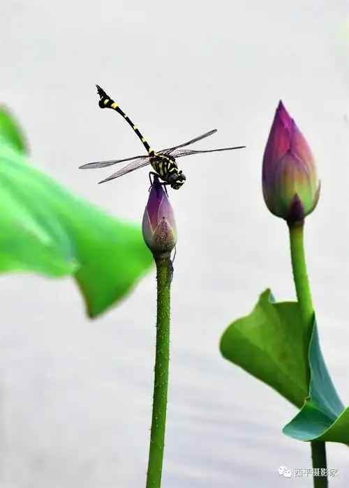 西平县蜻蜓戏荷美如画