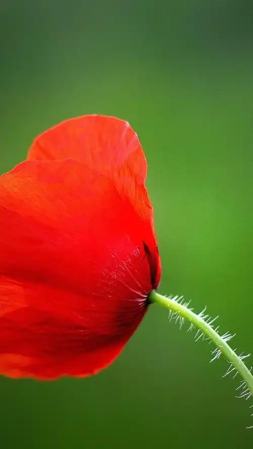 红色的罂粟花,花瓣