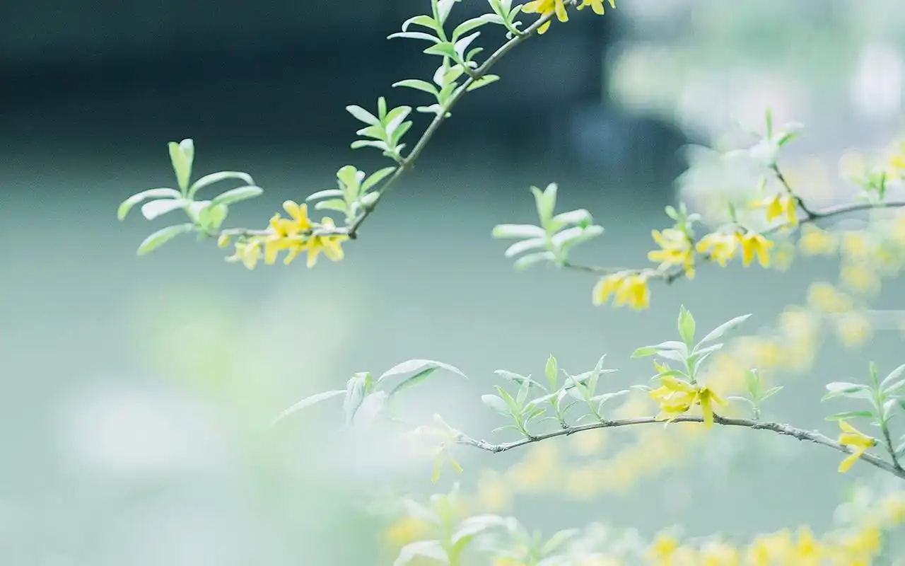 绿色小清新植物高清图片桌面壁纸