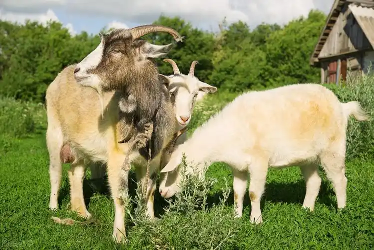 买羊肉时记得区分绵羊和山羊口感味道差不少别被忽悠了