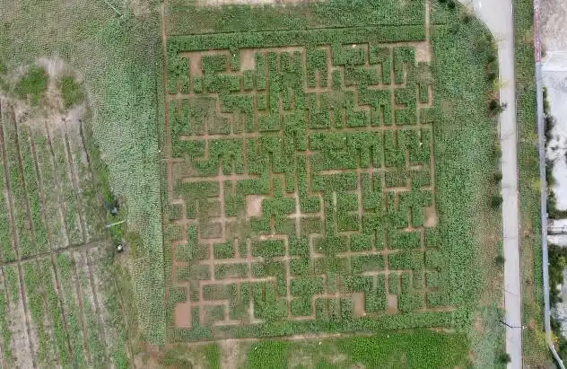 新安江畔出现巨型粉色花海迷宫,设计了八卦八门,你多久能走出来?
