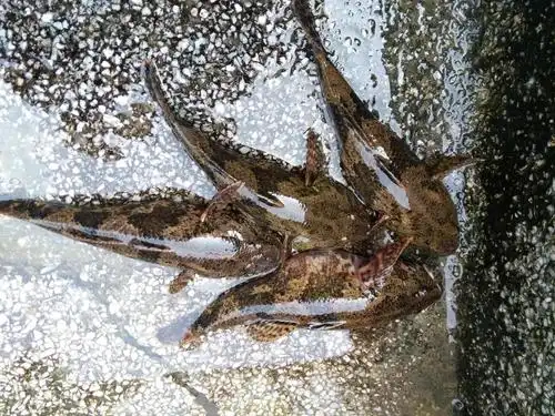 一品皖南鲜| 呆子鱼山溪现捕净膛野生小河鱼 塘鳢鱼 沙塘鳢 土步