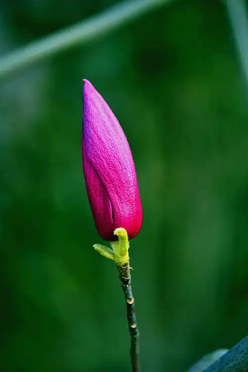 一枝含苞待放的红玉兰