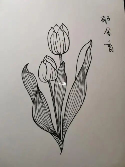 零基础学画画131～郁金香(附步骤)
