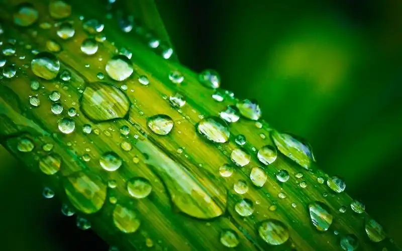 首页 桌面壁纸 植物壁纸 绿叶植物护眼唯美高清桌面壁纸 (7/ 7) 2020