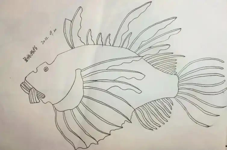 狮子鱼实物线描