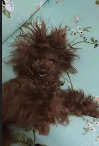 爆笑段子不止渣男才有锡纸烫这些狗狗这才是正儿八经的锡纸烫还是天生