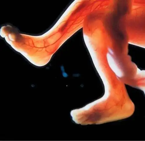 听妇产科医生给你详细说说_胎儿