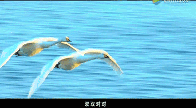 触碰灵感令人神往的歌里天鹅唱给你听