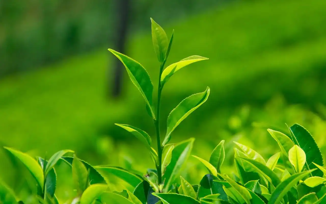 > 小清新唯美花卉植物高清护眼电脑桌面壁纸(1920x1080)