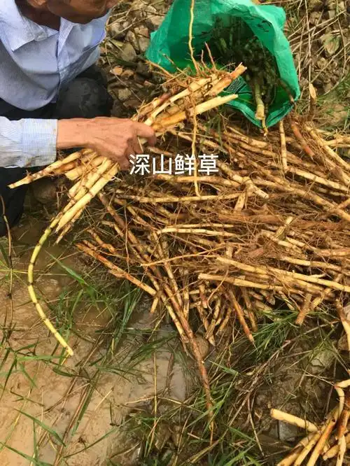 芦苇新鲜芦根野生苇子根现挖白茅根清热下火其他药食同源食品