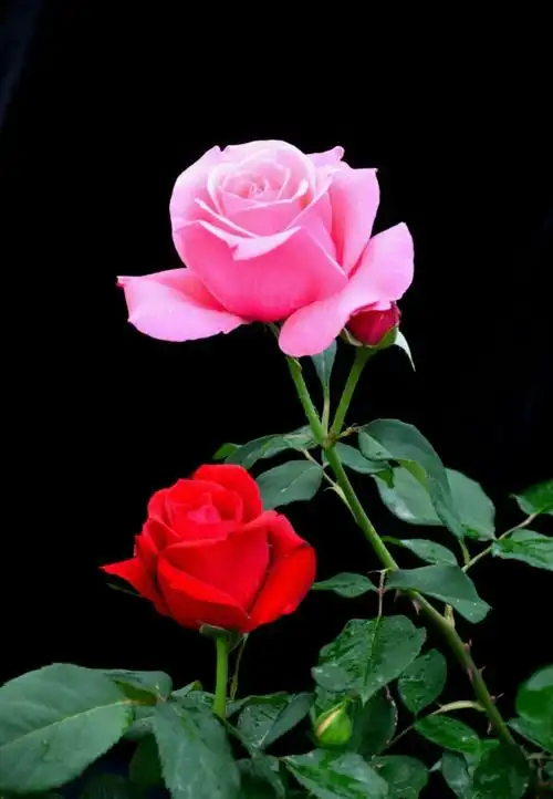 婀娜多姿绿装裹,姹紫嫣红一朵朵;随风摆动姿色美,玫瑰艳丽香也浓!