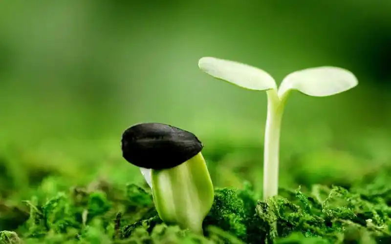 绿色护眼植物高清图片电脑壁纸