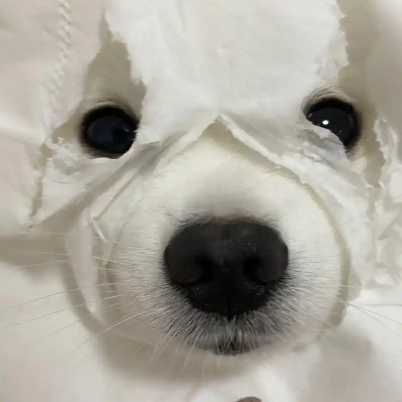 小狗搞笑头像哈哈哈哈哈 小狗搞笑头像哈哈哈哈哈 	 狗:你才是真的