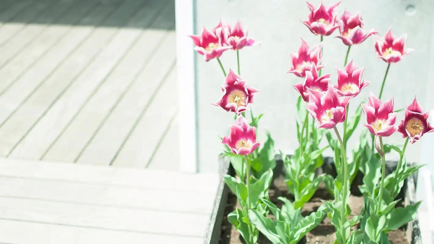 唯美小清新花卉治愈系高清桌面壁纸