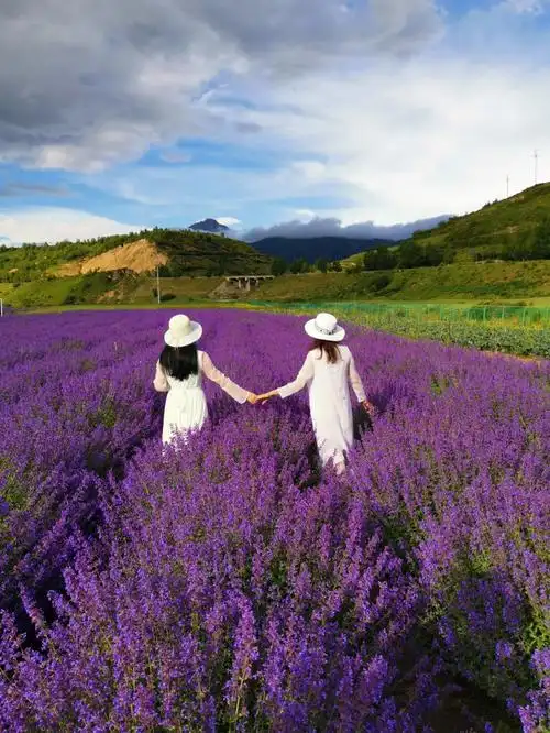 浪漫唯美薰衣草