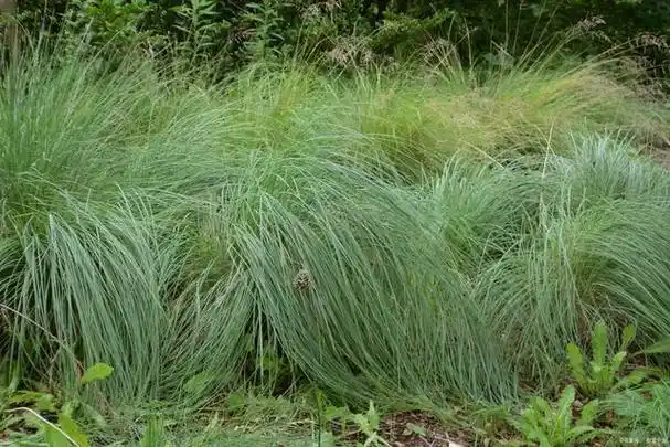 牧民又爱又恨的牧草大针茅