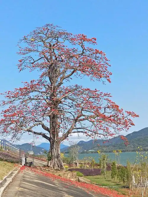 其它 木棉花开红艳艳 写美篇闲步江岸赏春色, 遥目树干盛开花.