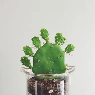 最新高清有意境唯美植物风景头像大全就想静静的待在你身边