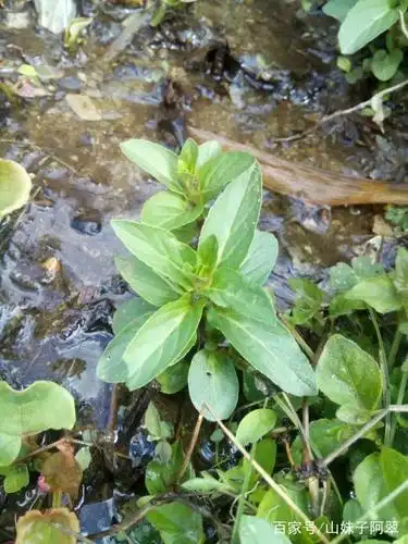 野生薄荷,大多生长在山野湿地或水边,长相和种植的薄荷有点不太一 ..