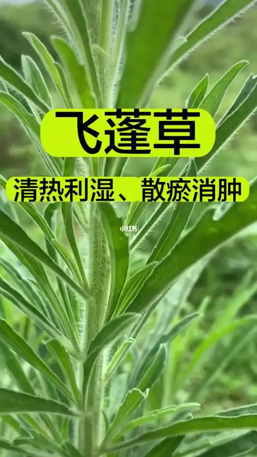 飞蓬草#我的萌宠  #美食日常  #我的萌宠