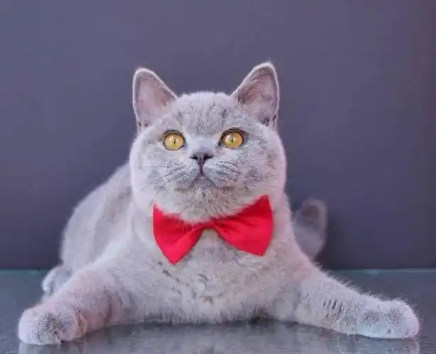 "哈喽大家好,我是你们的好朋友,宠物达人奇趣喵喵酱.