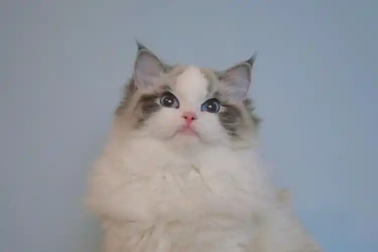 3000-6000的布偶猫贵吗?猫舍真不能做了