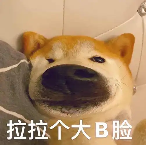 发一些沙雕小动物的表情