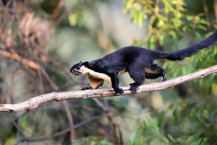 巨松鼠国家二级保护动物