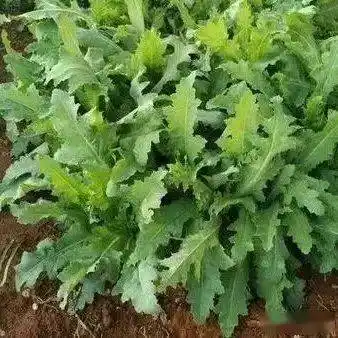 叶大而光滑,其花色艳丽,有红,粉红,紫,白等多种颜色,初夏罂粟花落,约