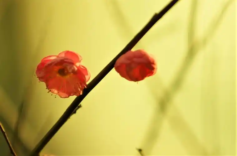 透过阳光的梅花