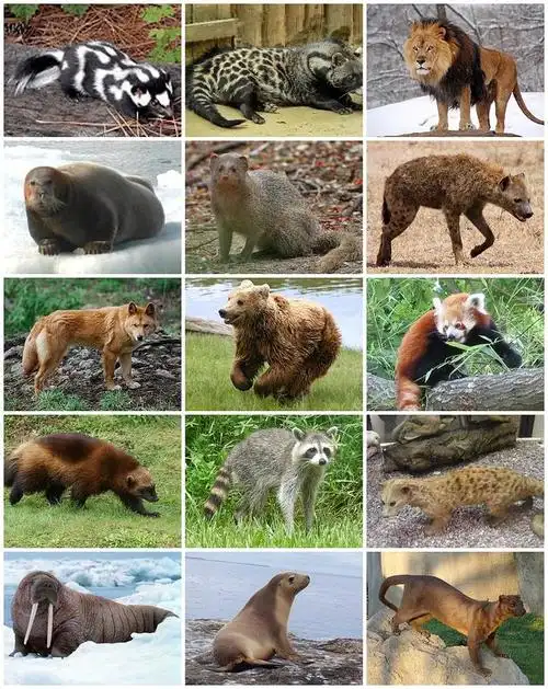 科学家不清楚,为什么人类是"一夫一妻制"?在哺乳动物中罕见