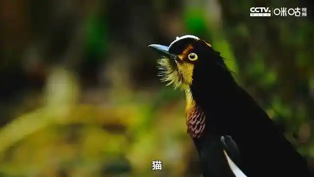 会各种舞蹈动作的白协六线风鸟,舞姿优美