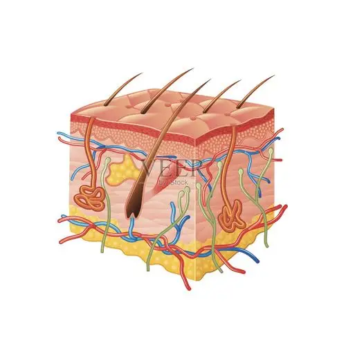 在白色载体上孤立的人类皮肤解剖学