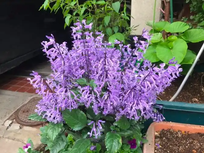 特丽莎香茶菜在窗台也能开花灿烂,对光照需求不多,花量"感人"|香茶菜