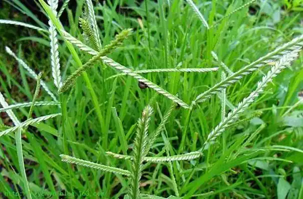 牛筋草别名:蟋蟀草,蛐蛐草,路边草,鸭脚草,蹲倒驴,牛顿草,千人踏,牛筋