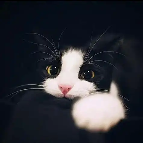 带有动物的头像图片 动物头像图片大全 -【爱个性】