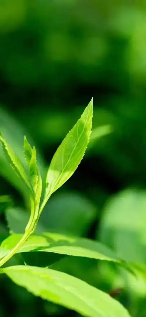 壁纸护眼绿色壁纸