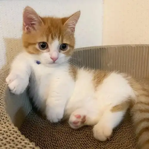 日本小奶猫成精,因呆萌睡姿爆红网络无印高清组图