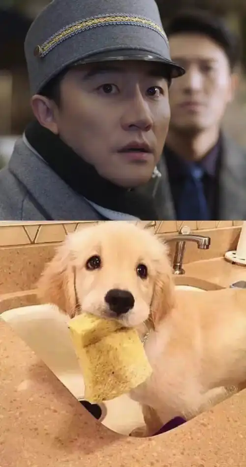 三种犬设满足你的需求:阳光忠犬大金毛——张光正外刚内怂哈士奇