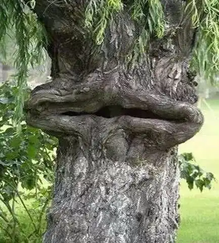 让人大开眼界的奇形怪树