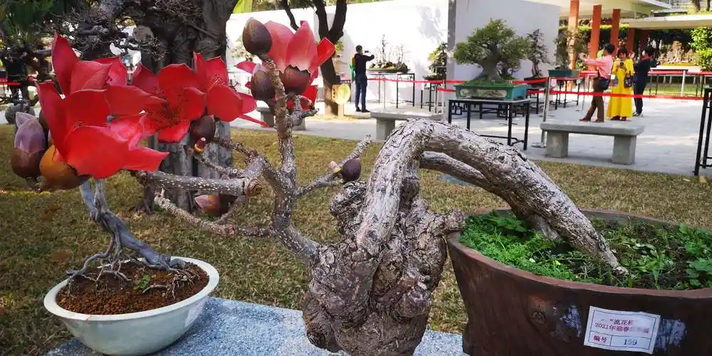 只见过高大的木棉树,还是第一次见盆栽的木棉花!