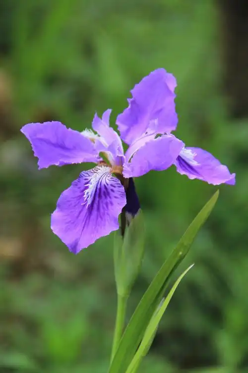 紫鸢别名蝴蝶花丨鸢尾花寓意爱意与吉祥属于一见倾心花卉系列自带仙气