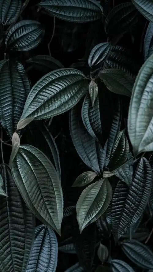 壁纸 植物叶子特写镜头 3840x2160 uhd 4k 高清壁纸, 图片, 照片