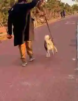 二哈系着新的牵引绳,一瘸一拐的走着,路人看到后却选择让路!