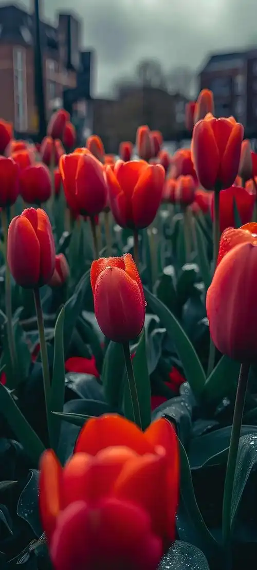 唯美鲜花手机壁纸全面屏适用高清原图